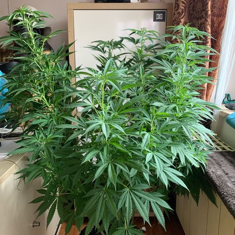 White Widow                                              (Royal Queen Seeds) growlog timeline photo