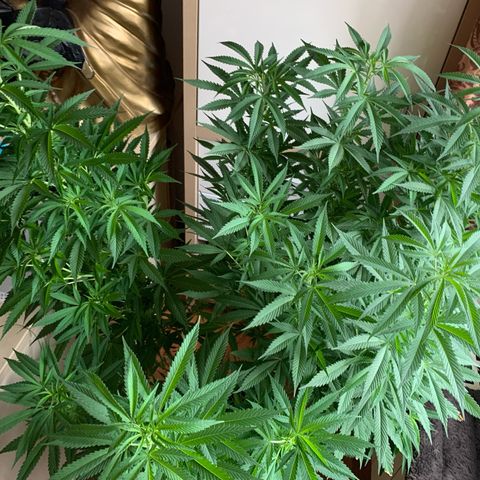 White Widow                                              (Royal Queen Seeds) growlog timeline photo