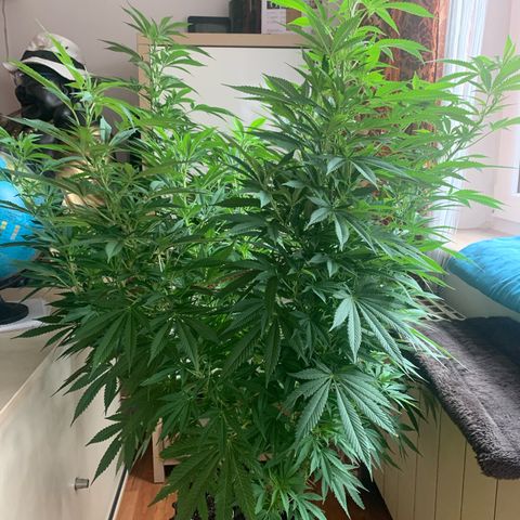 Pink Rozay                                                   (Zamnesia) growlog timeline photo