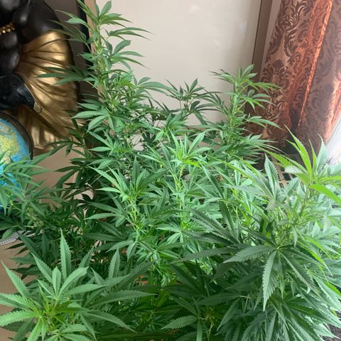 Pink Rozay                                                   (Zamnesia) growlog timeline photo