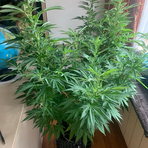 Pink Rozay                                                   (Zamnesia) growlog timeline photo
