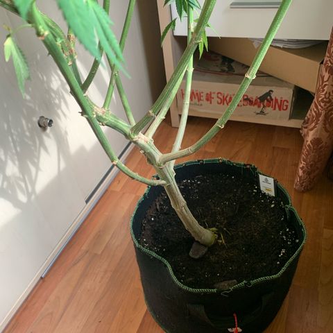 Gelato                                                          (Zamnesia)  growlog timeline photo