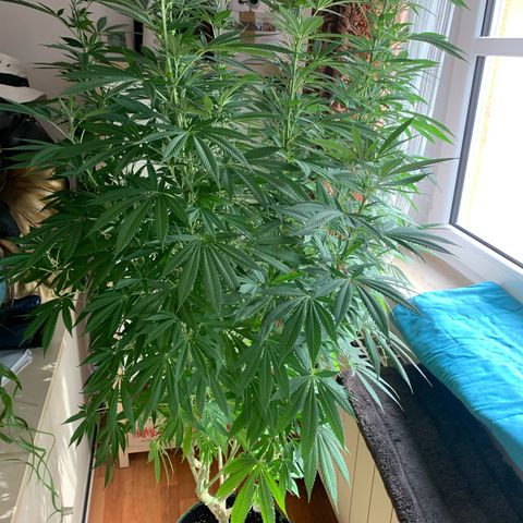 Gelato                                                          (Zamnesia)  growlog timeline photo
