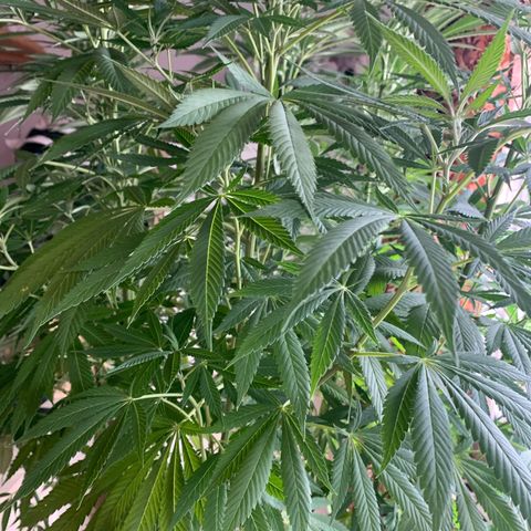 Gelato                                                          (Zamnesia)  growlog timeline photo