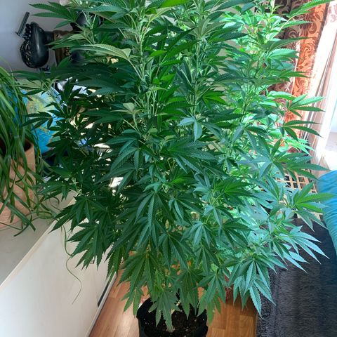 White Widow                                              (Royal Queen Seeds) growlog timeline photo