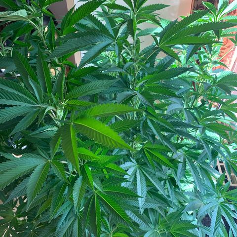 White Widow                                              (Royal Queen Seeds) growlog timeline photo