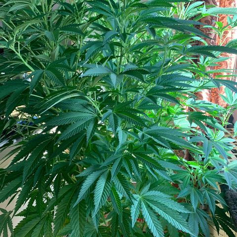 White Widow                                              (Royal Queen Seeds) growlog timeline photo
