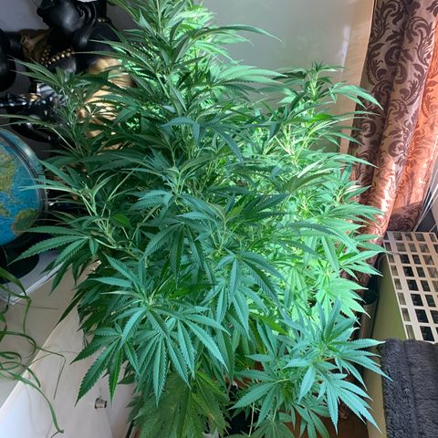 Pink Rozay                                                   (Zamnesia) growlog timeline photo