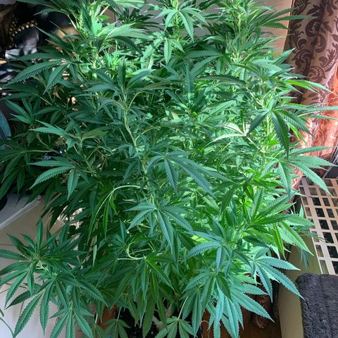Pink Rozay                                                   (Zamnesia) growlog timeline photo