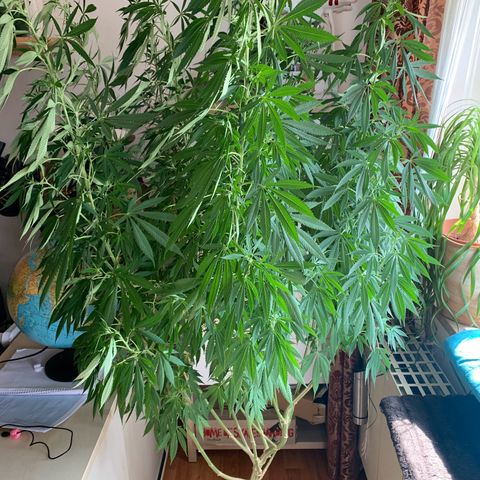Gelato                                                          (Zamnesia)  growlog timeline photo