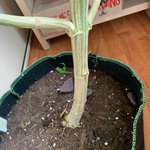 Gelato                                                          (Zamnesia)  growlog timeline photo