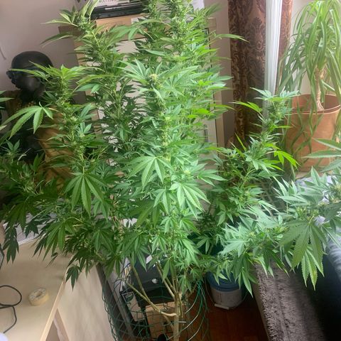 White Widow                                              (Royal Queen Seeds) growlog timeline photo