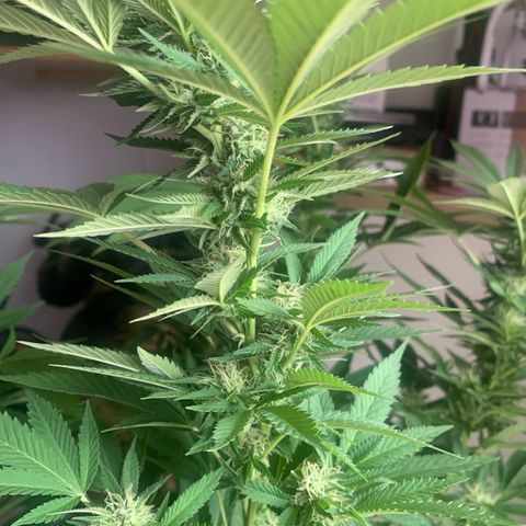 White Widow                                              (Royal Queen Seeds) growlog timeline photo