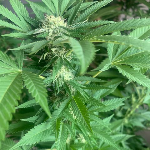 White Widow                                              (Royal Queen Seeds) growlog timeline photo