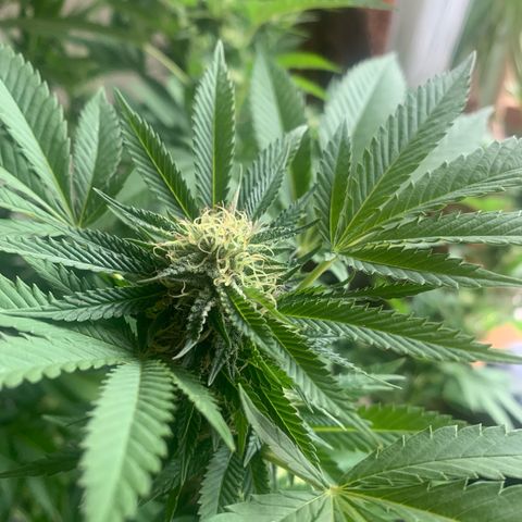 White Widow                                              (Royal Queen Seeds) growlog timeline photo