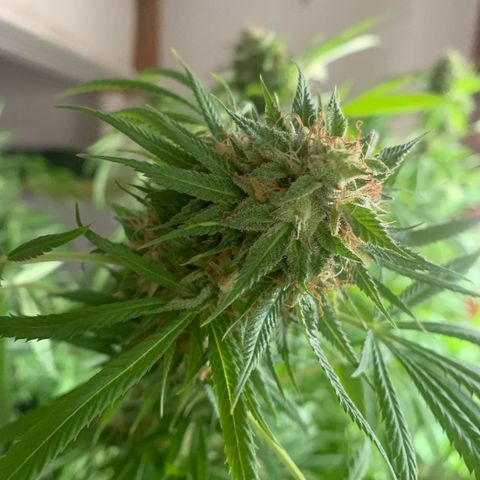 Gelato                                                          (Zamnesia)  growlog timeline photo