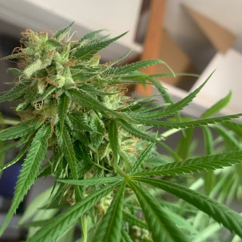 Gelato                                                          (Zamnesia)  growlog timeline photo