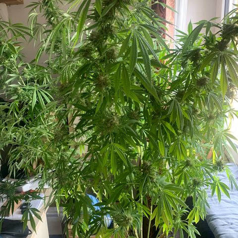 Gelato                                                          (Zamnesia)  growlog timeline photo
