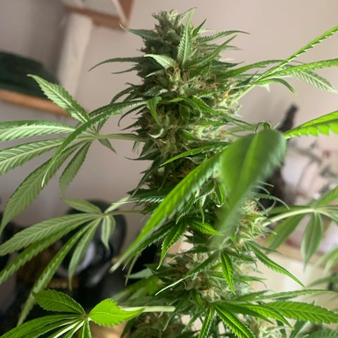 Gelato                                                          (Zamnesia)  growlog timeline photo