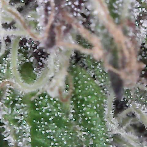 White Widow                                              (Royal Queen Seeds) growlog timeline photo