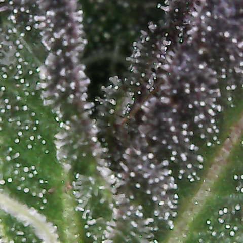 White Widow                                              (Royal Queen Seeds) growlog timeline photo