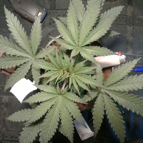 A1 (Sue's Nine) growlog photo: A1 doing great