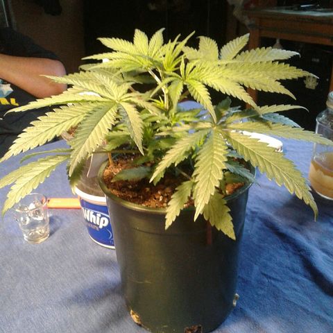 A1 (Sue's Nine) growlog photo:  1/2 " tall 14 -15" wide