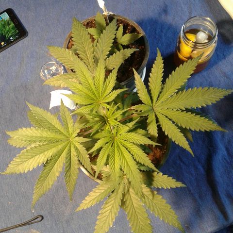 A1 (Sue's Nine) growlog photo:  1/2 " tall 14 -15" wide
