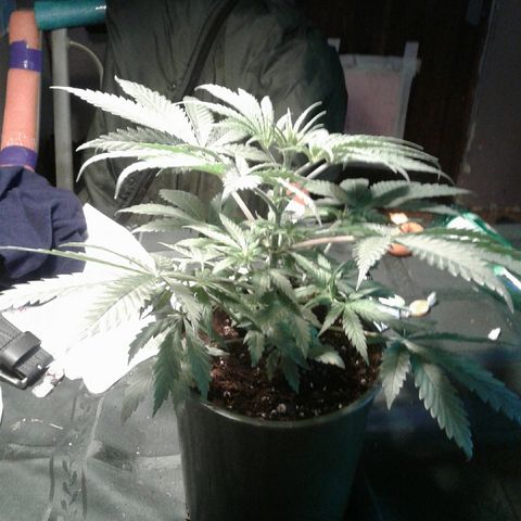A1 (Sue's Nine) growlog photo: 6 1/2" tall, 151/2" wide