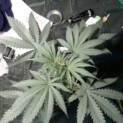 A1 (Sue's Nine) growlog photo: 6 1/2" tall, 151/2" wide