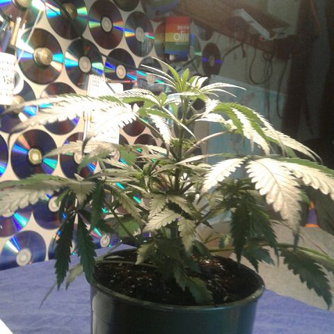 A1 (Sue's Nine) growlog timeline photo