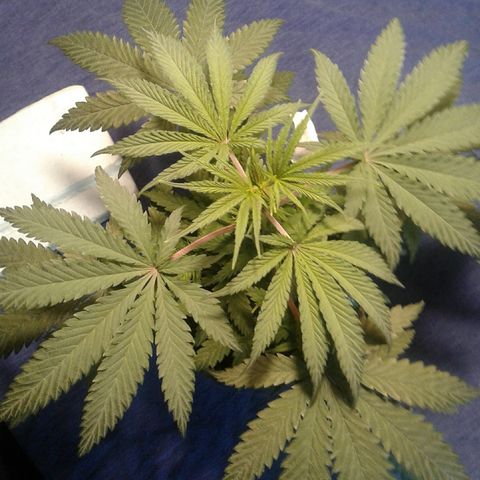 A1 (Sue's Nine) growlog timeline photo