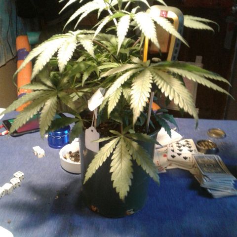 A1 (Sue's Nine) growlog timeline photo