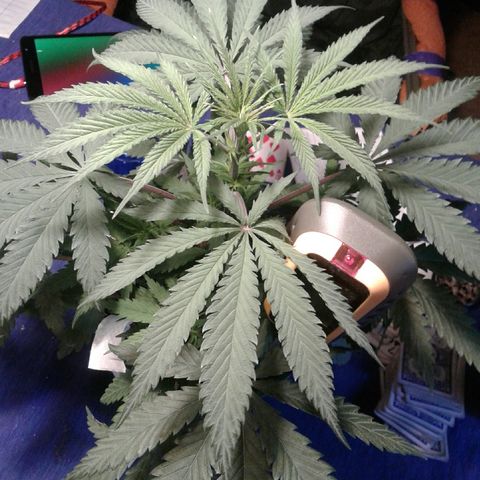 A1 (Sue's Nine) growlog timeline photo