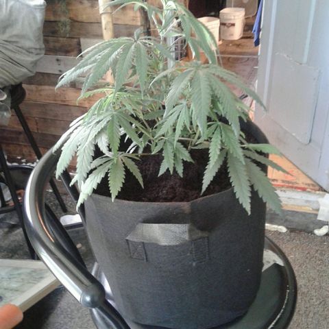 A1 (Sue's Nine) growlog timeline photo