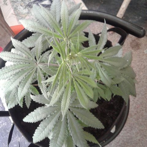 A1 (Sue's Nine) growlog timeline photo