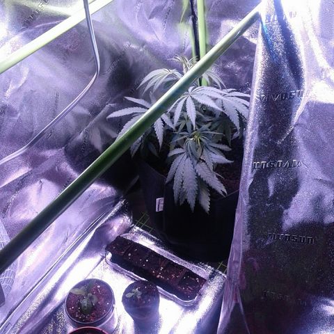 A1 (Sue's Nine) growlog photo: Adjusted shelf to give more space