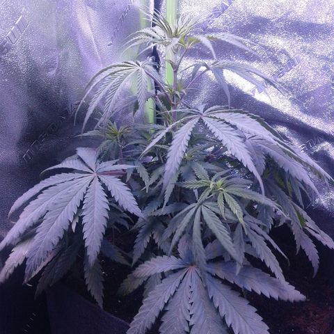 A1 (Sue's Nine) growlog timeline photo