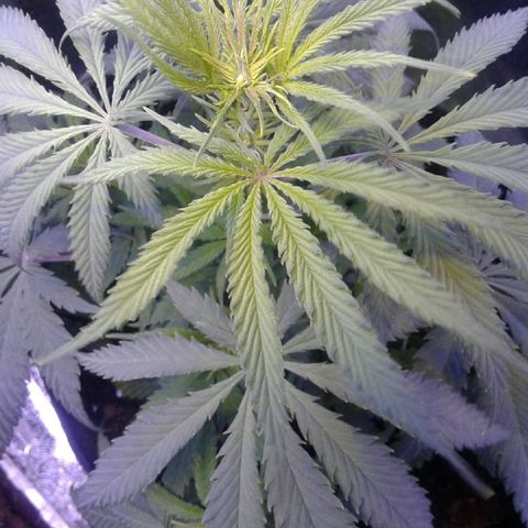A1 (Sue's Nine) growlog timeline photo