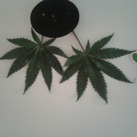 A1 (Sue's Nine) growlog photo: Trim
