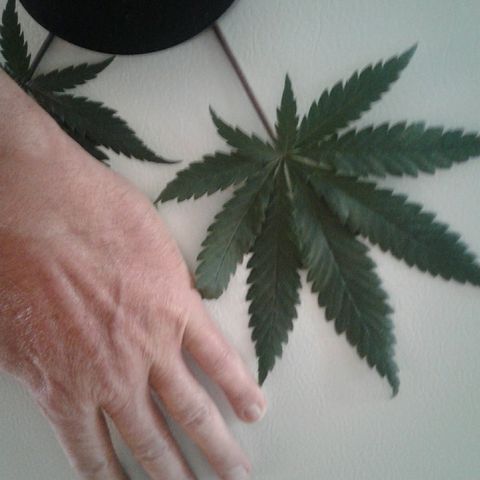 A1 (Sue's Nine) growlog timeline photo