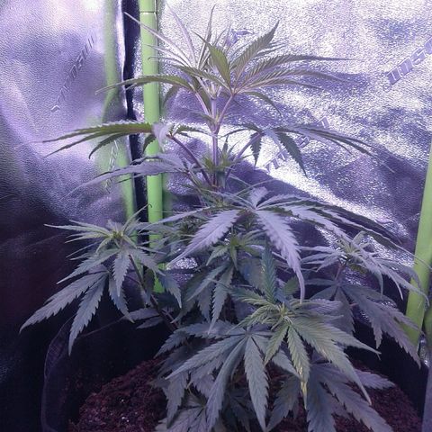 A1 (Sue's Nine) growlog timeline photo