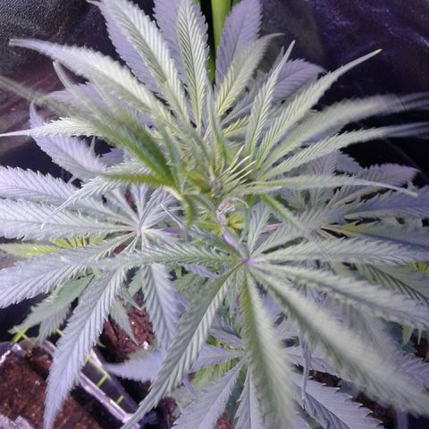 A1 (Sue's Nine) growlog timeline photo