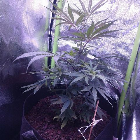 A1 (Sue's Nine) growlog timeline photo