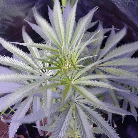 A1 (Sue's Nine) growlog timeline photo