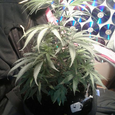 A1 (Sue's Nine) growlog timeline photo
