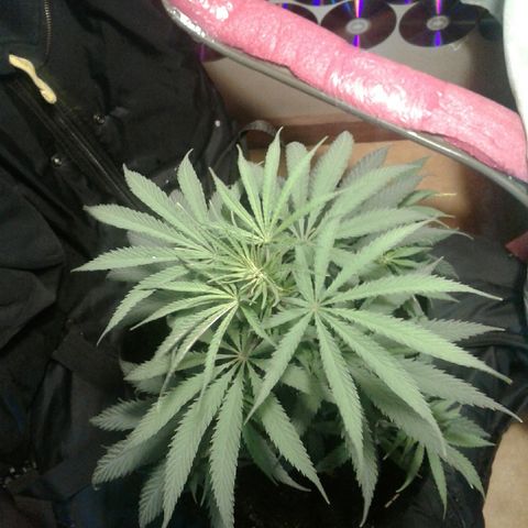 A1 (Sue's Nine) growlog timeline photo