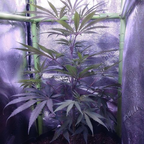 A1 (Sue's Nine) growlog timeline photo