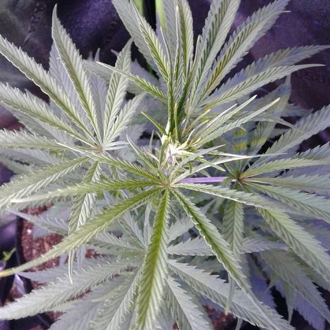 A1 (Sue's Nine) growlog timeline photo