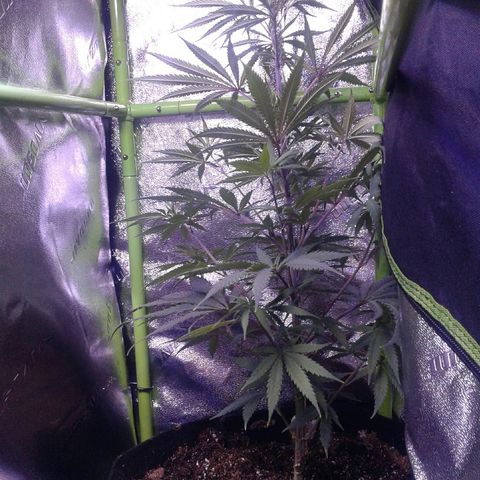 A1 (Sue's Nine) growlog timeline photo